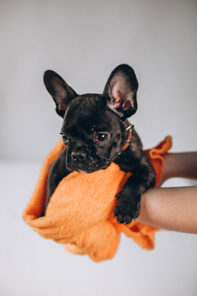 cute-little-black-french-bulldog-studio